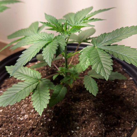 Mataro Blue Fem growlog timeline photo