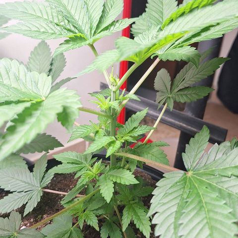 Mataro Blue Fem growlog timeline photo
