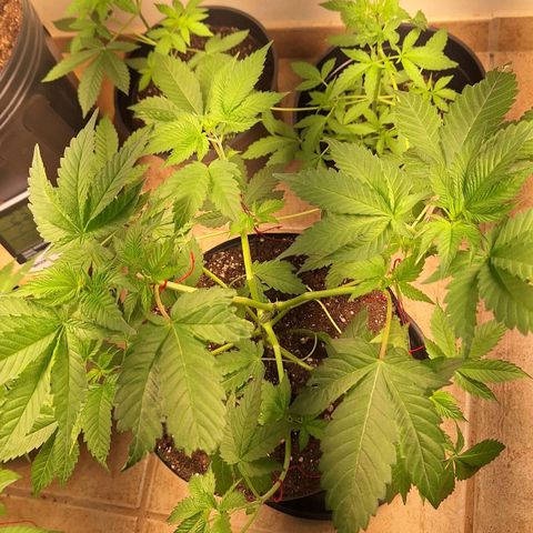 Mataro Blue Fem growlog timeline photo