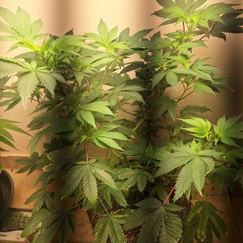 Mataro Blue Fem growlog timeline photo