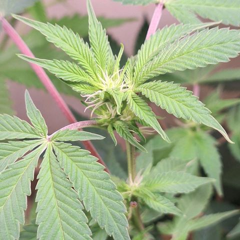 Mataro Blue Fem growlog timeline photo