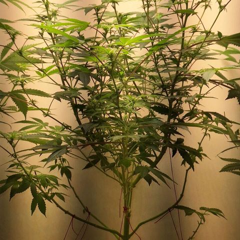 Mataro Blue Fem growlog timeline photo