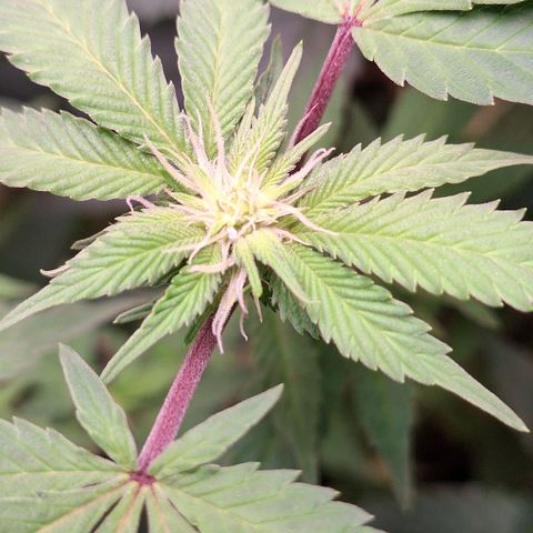 Mataro Blue Fem growlog timeline photo