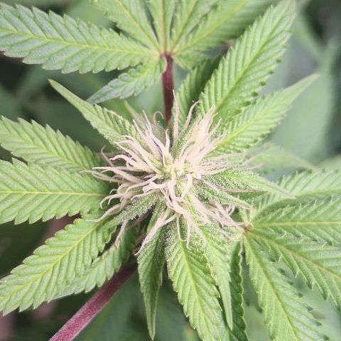 Mataro Blue Fem growlog timeline photo