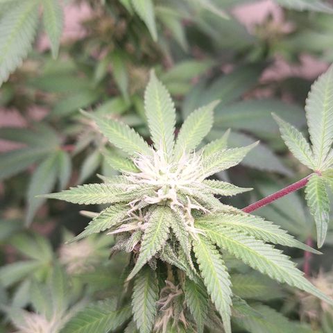 Mataro Blue Fem growlog timeline photo