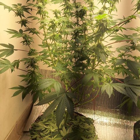 Mataro Blue Fem growlog timeline photo