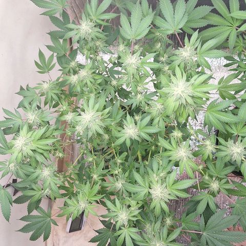 Mataro Blue Fem growlog timeline photo