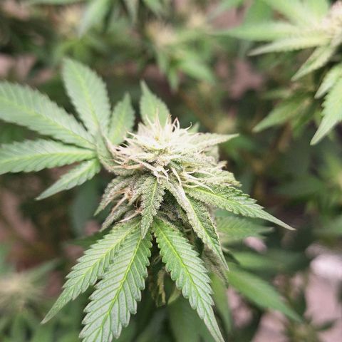 Mataro Blue Fem growlog timeline photo