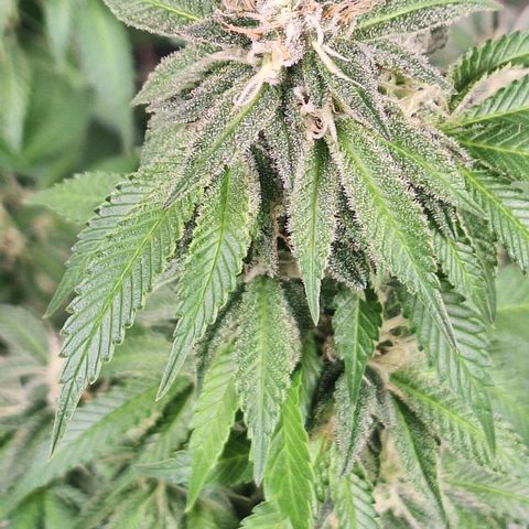 Mataro Blue Fem growlog timeline photo