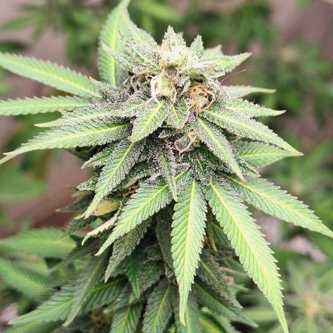 Mataro Blue Fem growlog timeline photo