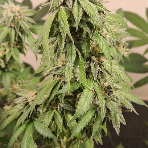 Mataro Blue Fem growlog timeline photo