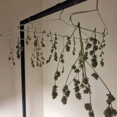 Mataro Blue Fem growlog timeline photo