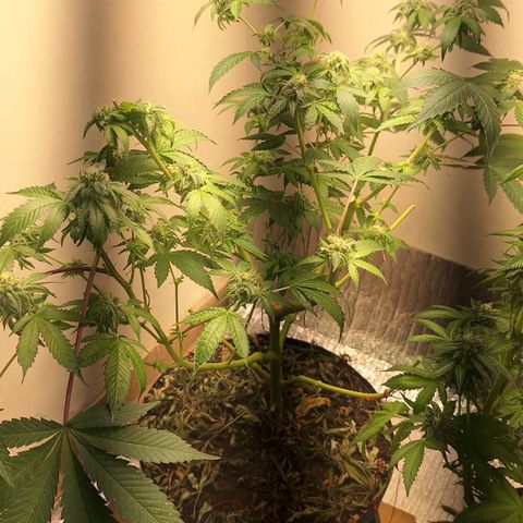 Mataro Blue Fem growlog timeline photo