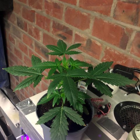 Strawberry Banana Auto growlog timeline photo