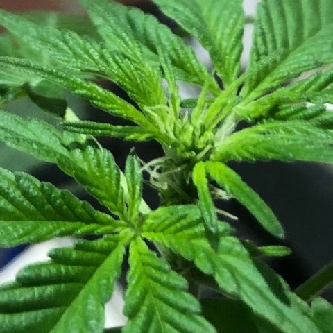 White Berry growlog timeline photo