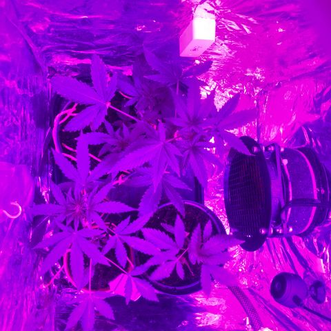 White Berry growlog timeline photo