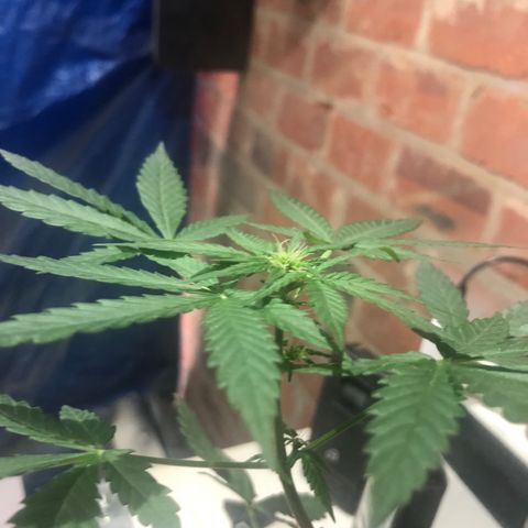 White Berry growlog timeline photo