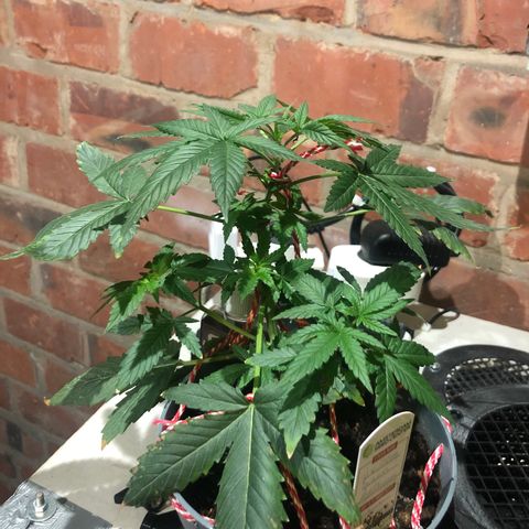 Strawberry Banana Auto growlog timeline photo