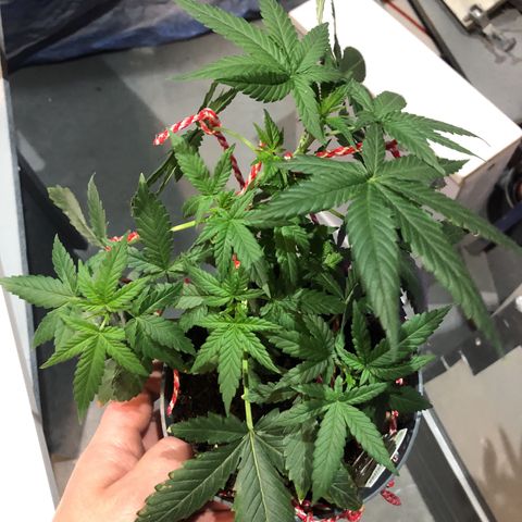 Strawberry Banana Auto growlog timeline photo