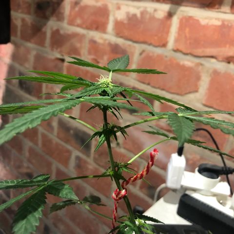 White Berry growlog timeline photo