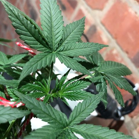 Strawberry Banana Auto growlog timeline photo