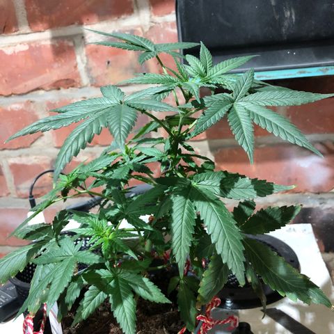 Strawberry Banana Auto growlog timeline photo