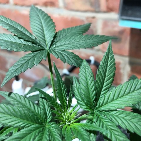 Strawberry Banana Auto growlog timeline photo