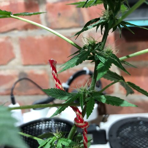 White Berry growlog timeline photo