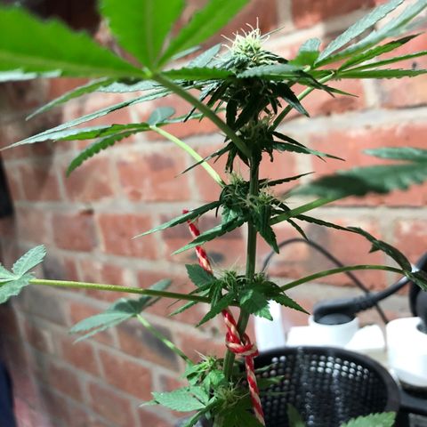 White Berry growlog timeline photo