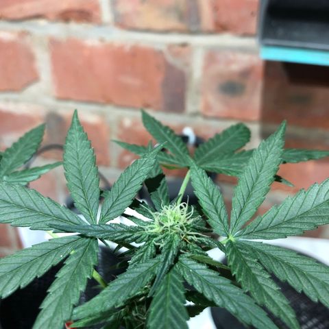 White Berry growlog timeline photo