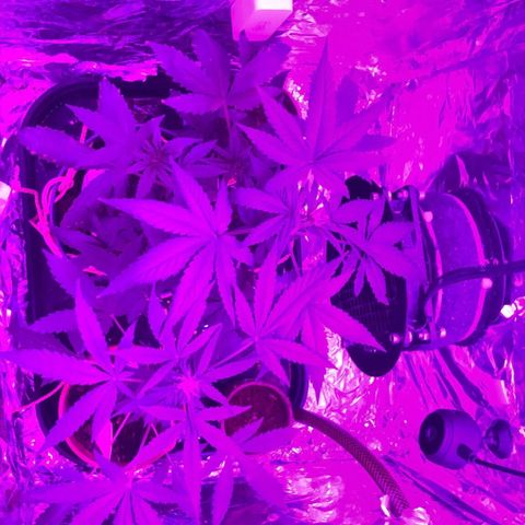 Strawberry Banana Auto growlog timeline photo