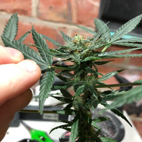 White Berry growlog timeline photo