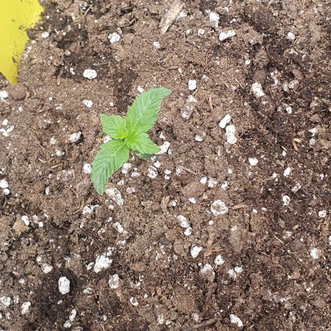 Sensi Skunk Automatic growlog timeline photo
