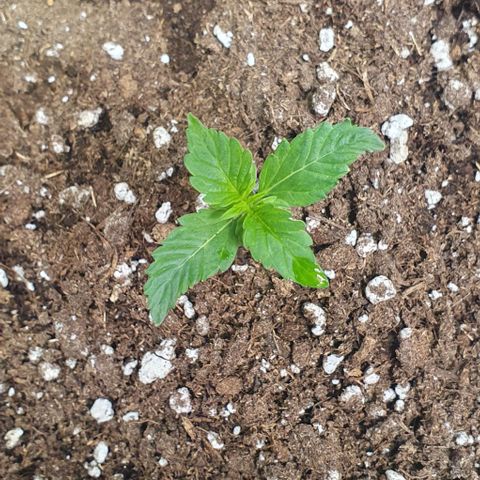 Sensi Skunk Automatic growlog timeline photo