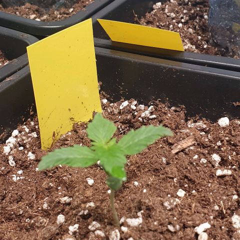 Sensi Skunk Automatic growlog timeline photo