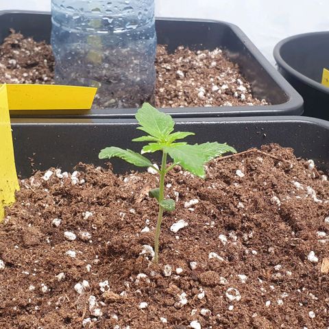 Sensi Skunk Automatic growlog timeline photo