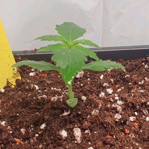 Sensi Skunk Automatic growlog timeline photo