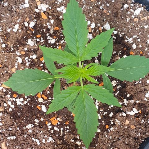 Sensi Skunk Automatic growlog timeline photo