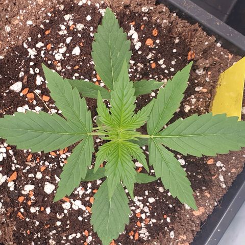 Sensi Skunk Automatic growlog timeline photo