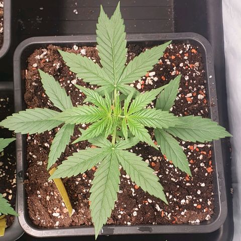 Sensi Skunk Automatic growlog timeline photo