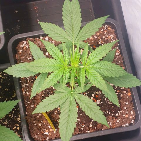 Sensi Skunk Automatic growlog timeline photo