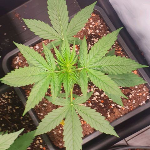 Sensi Skunk Automatic growlog timeline photo