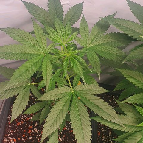 Sensi Skunk Automatic growlog timeline photo