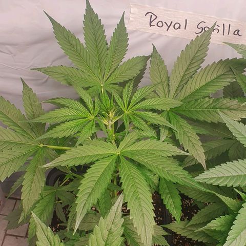 Sensi Skunk Automatic growlog timeline photo