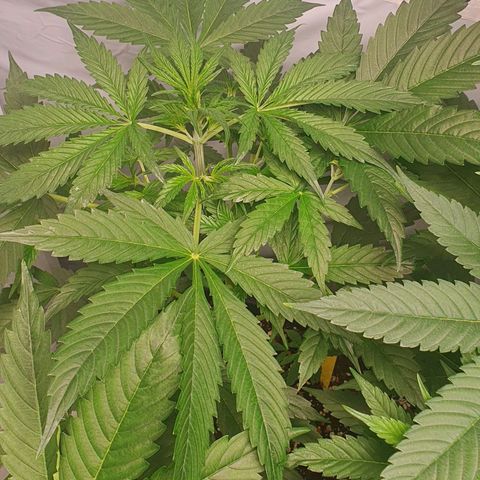 Sensi Skunk Automatic growlog timeline photo