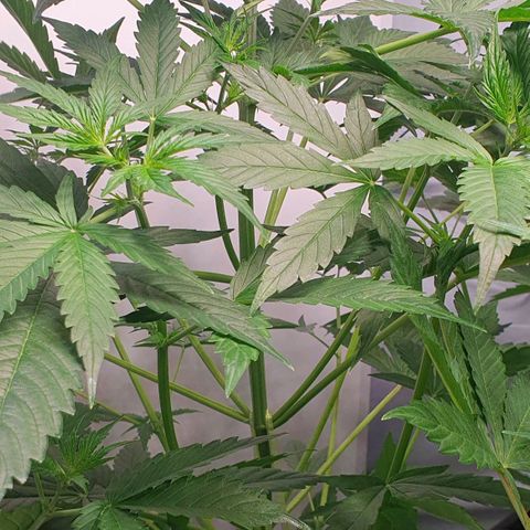 Sensi Skunk Automatic growlog timeline photo