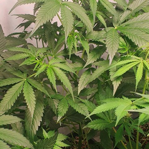 Sensi Skunk Automatic growlog timeline photo