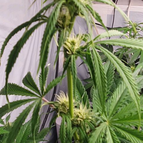Sensi Skunk Automatic growlog timeline photo