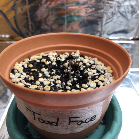 Toad Face growlog timeline photo