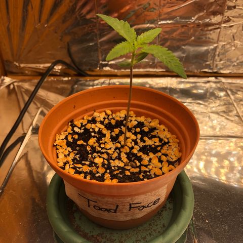 Toad Face growlog timeline photo